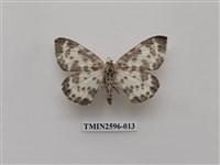 藏品(尺蛾109)的圖片